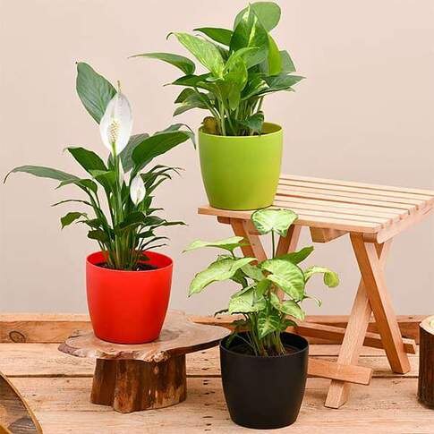 Air Purifying Indoor Combo Plants For Office Desk